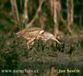 Малая выпь фото (Ixobrychus minutus) - изображение №242 onbird.ru.<br>Источник: www.naturephoto-cz.com